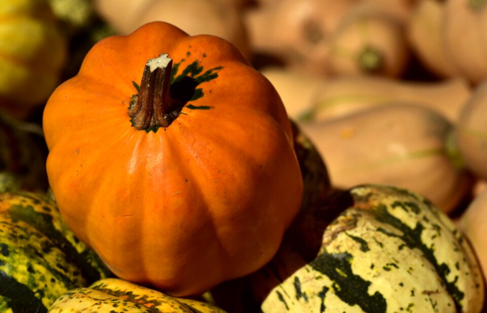 Autumn nature harvest