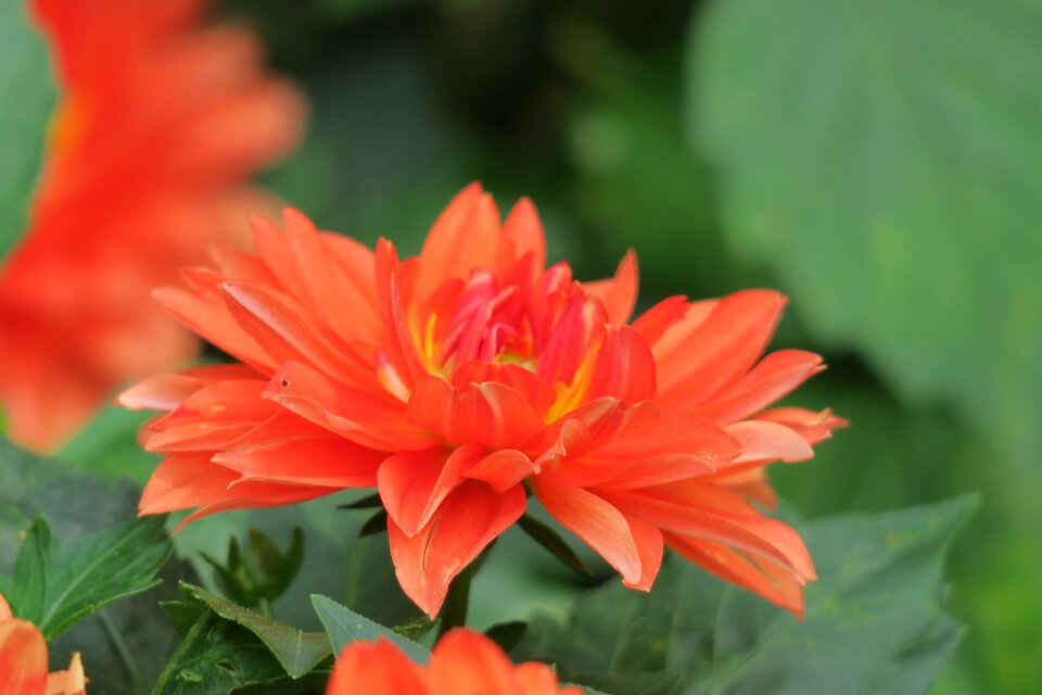 Flower leaf summer
