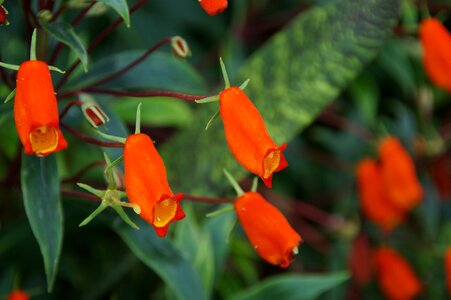 Gardens by the bay plant exotic photo