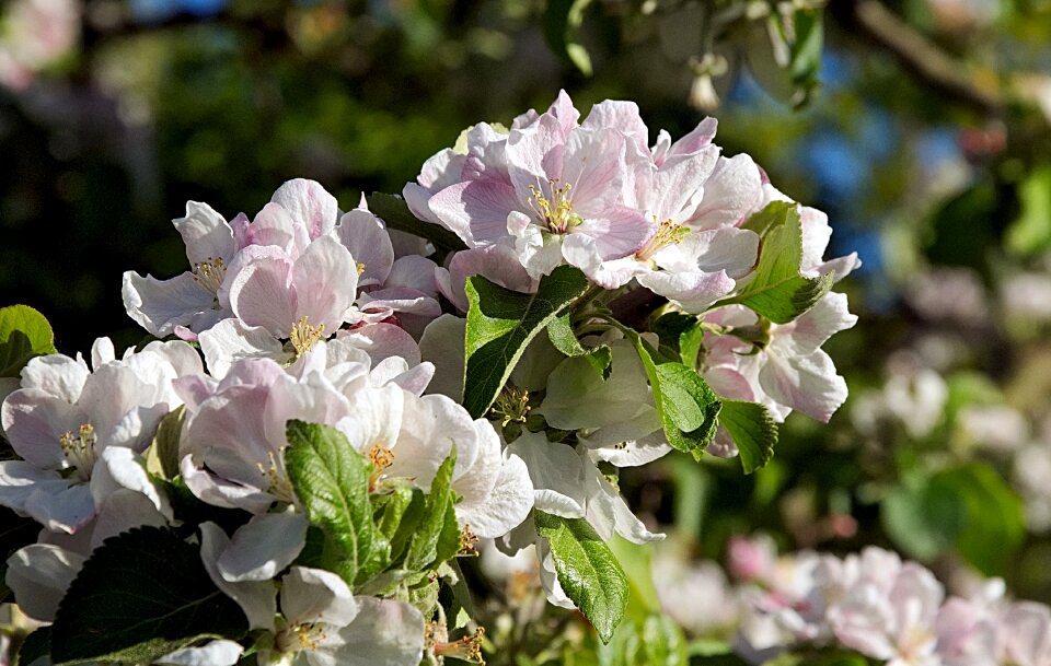 Branch apple tree close up