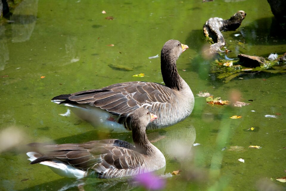 Poultry water bird plumage
