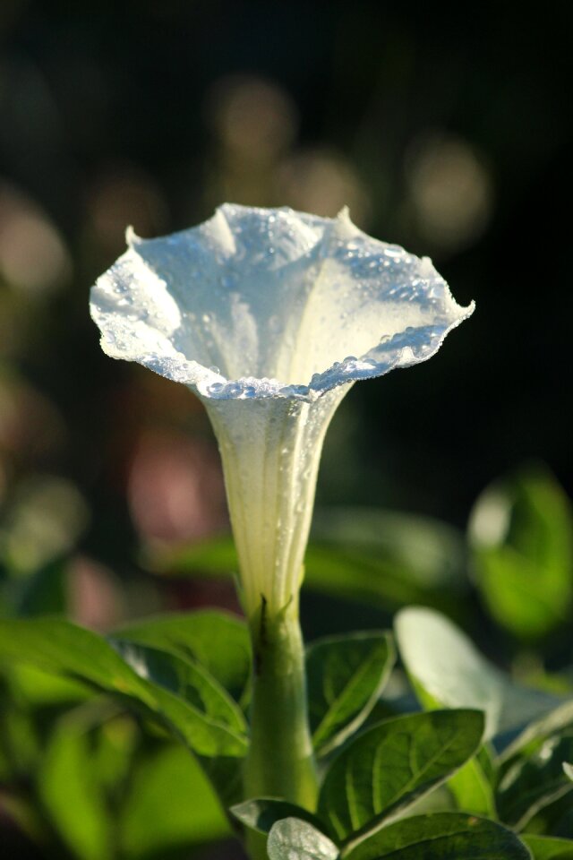 Flower white flower white