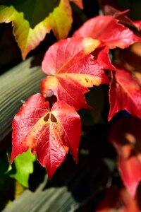 Color red bright photo