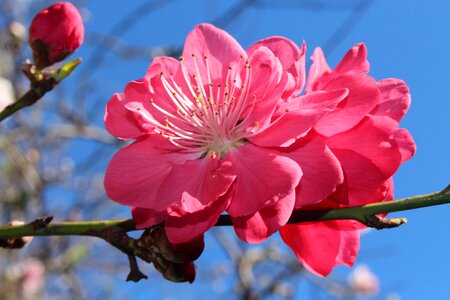 Peach petals pink photo