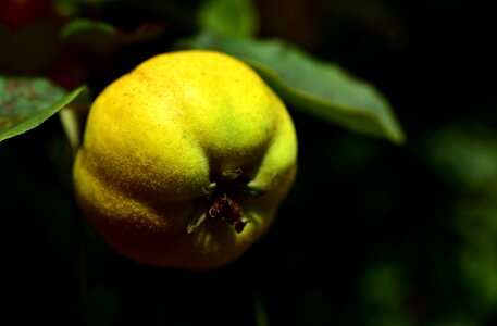 Yellow fruit leaf photo