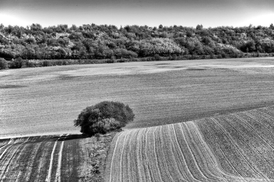 Forest field structure