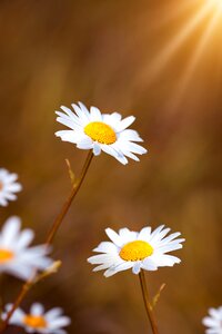 White flowers petals pistil photo