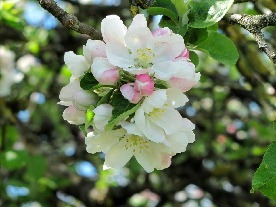 Fruit inflorescence nature