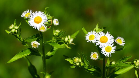 Fleabane flower sun