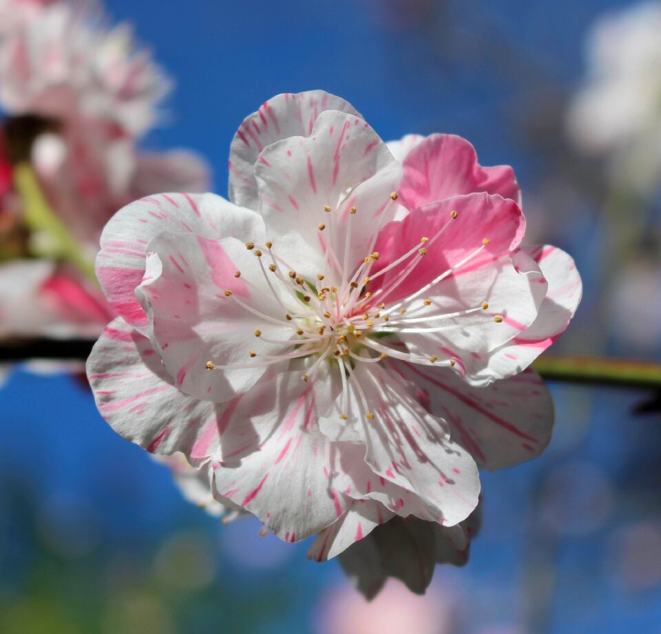 Peach bi-coloured petals