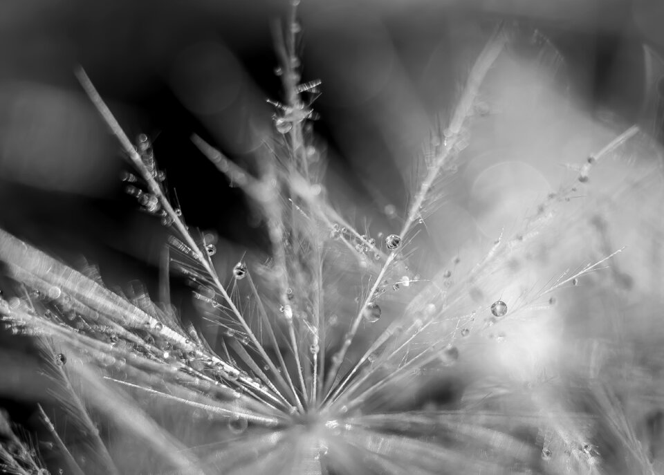 Nature plants liquid