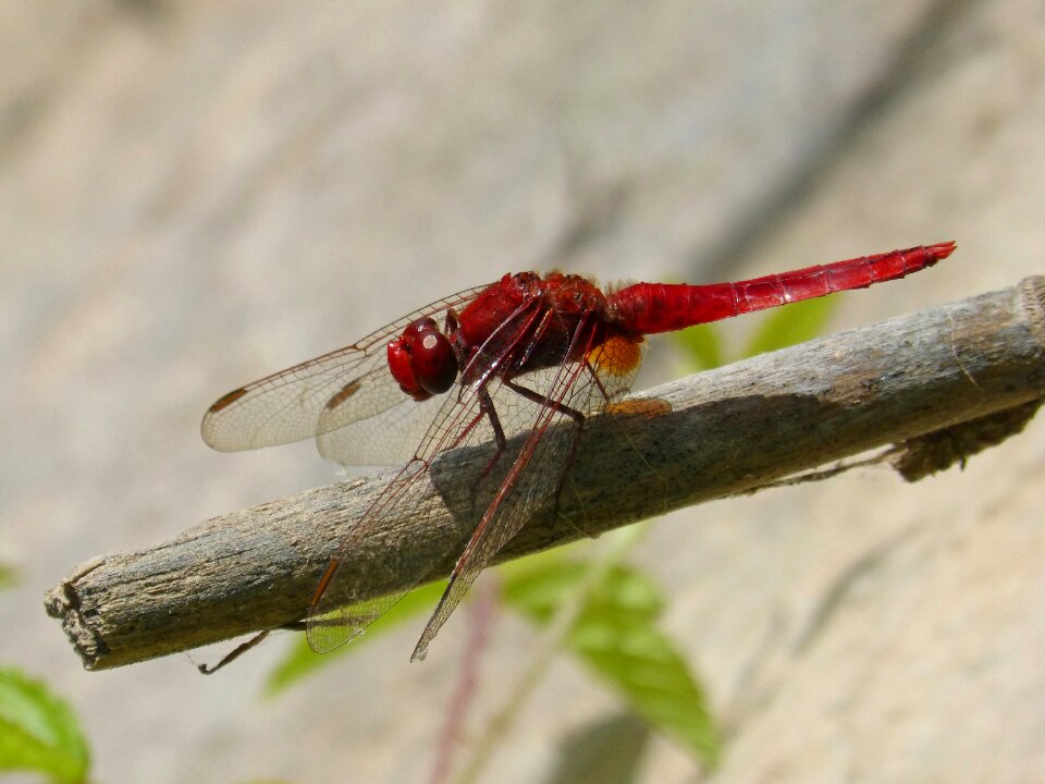 Cane pond sagnador scarlet