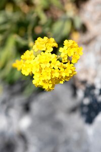 Blossom bloom cushion flower photo