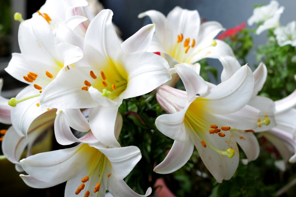 Garden flowers beautiful flowers flora