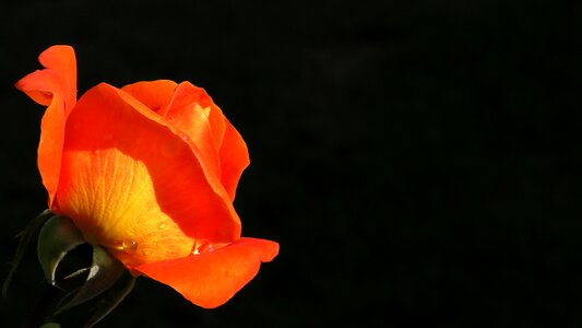 Bloom flower orange rose
