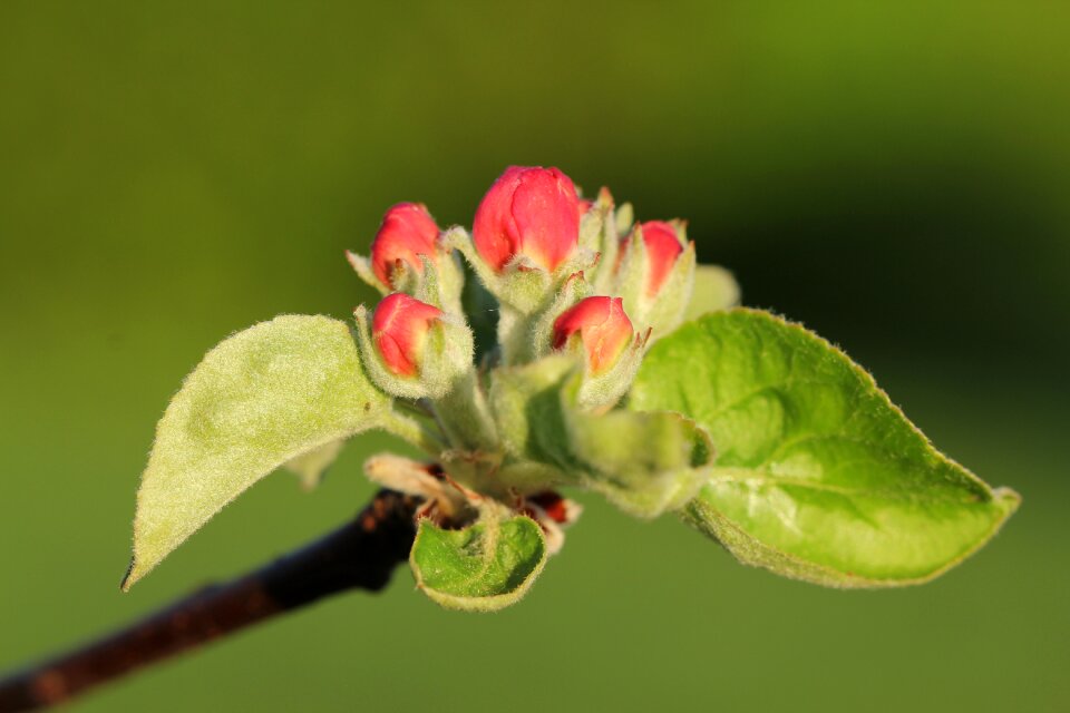 Blossom bloom close up