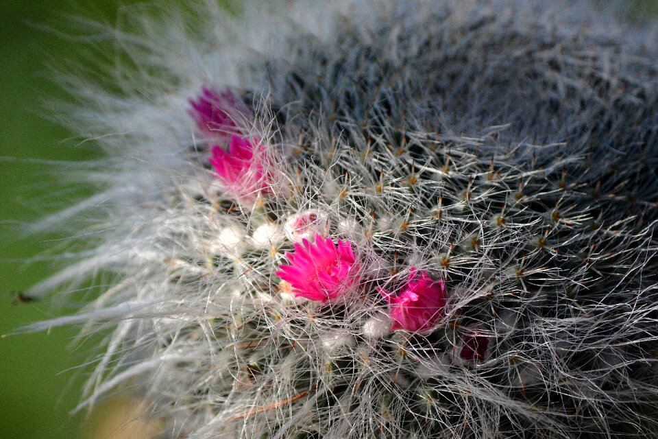 Pink flower nature flowering