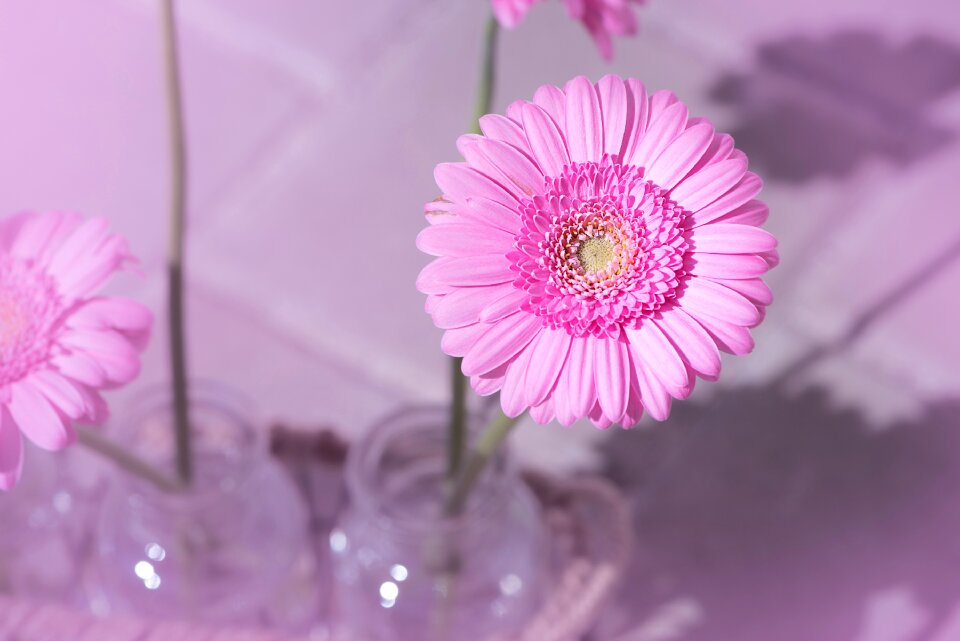 Flower pink flower blossom