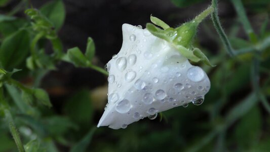Raindrop flower close up photo