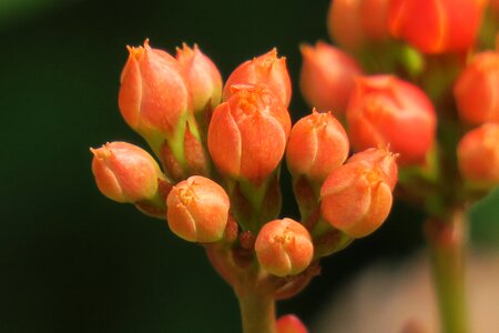 Flower leaf summer photo