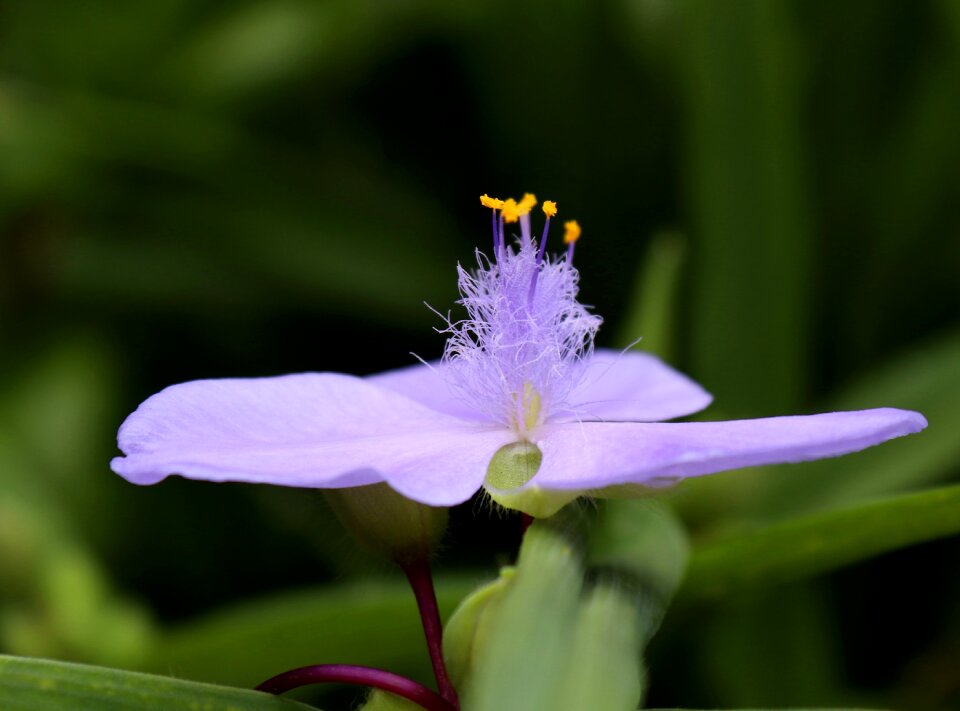 Plant nature purple photo