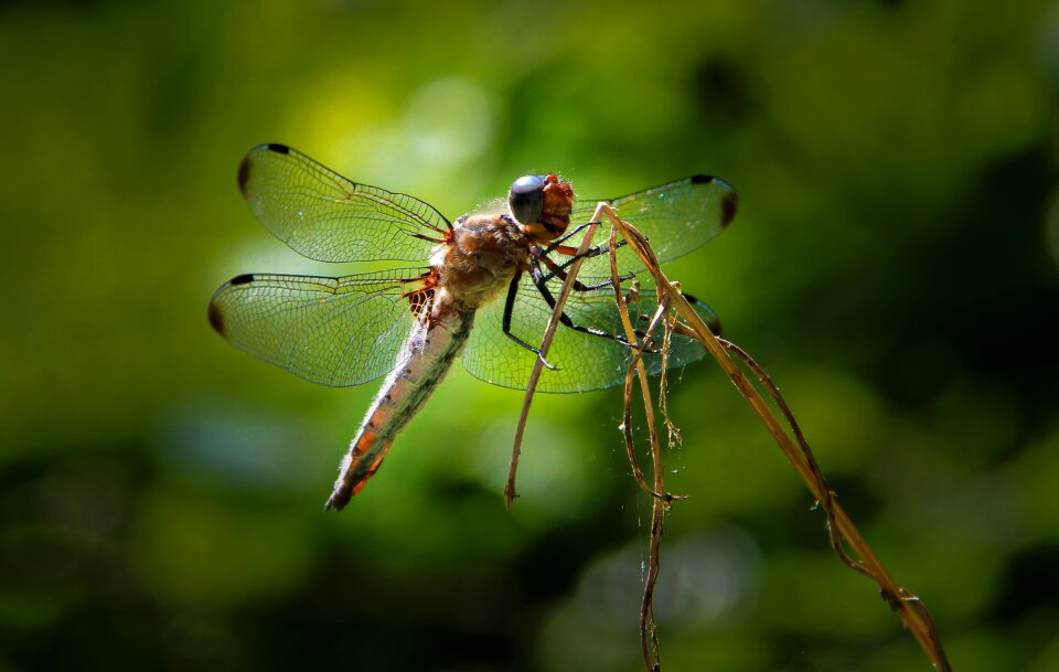 Macro nature close up photo