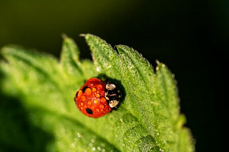 Ladybug animal nature photo