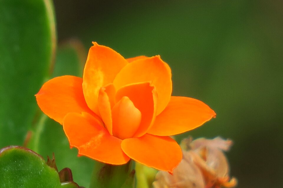 Flower leaf summer