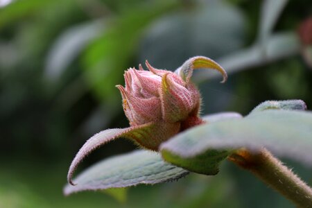 Plant nature hydrangea photo