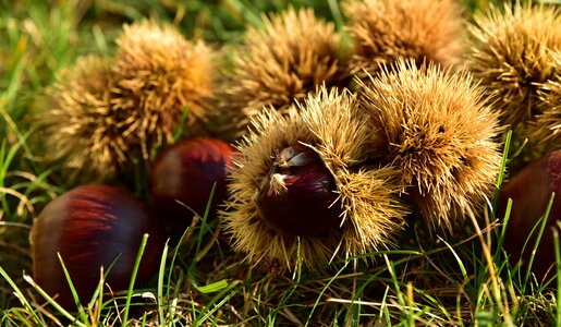 Nature autumn fruit prickly
