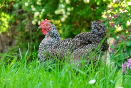 Laying hens laying hen hello reindeer photo