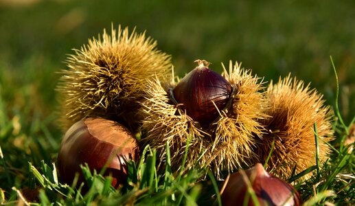 Nature autumn fruit prickly