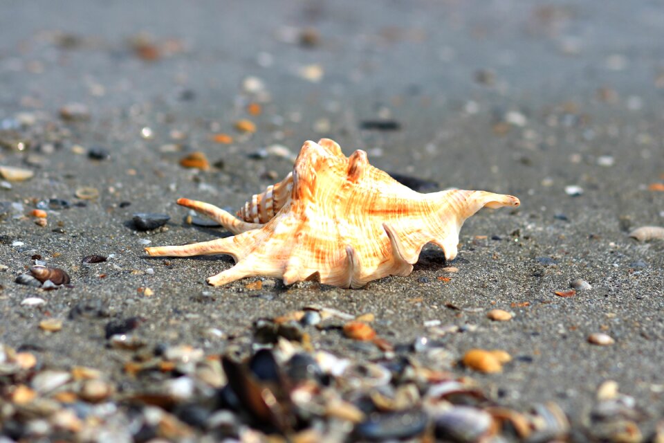 Shore marine tropical