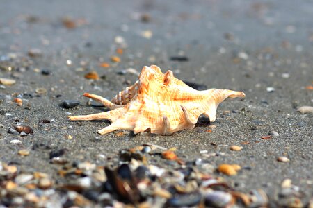 Shore marine tropical