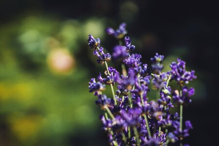Lavender flowers bokeh