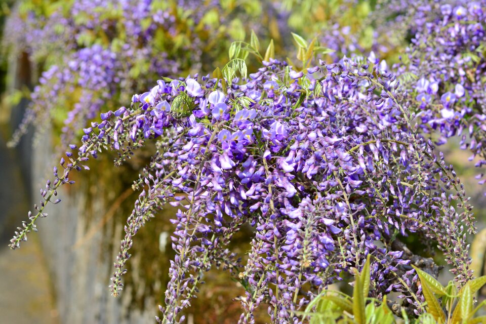 Flowers grapey flower