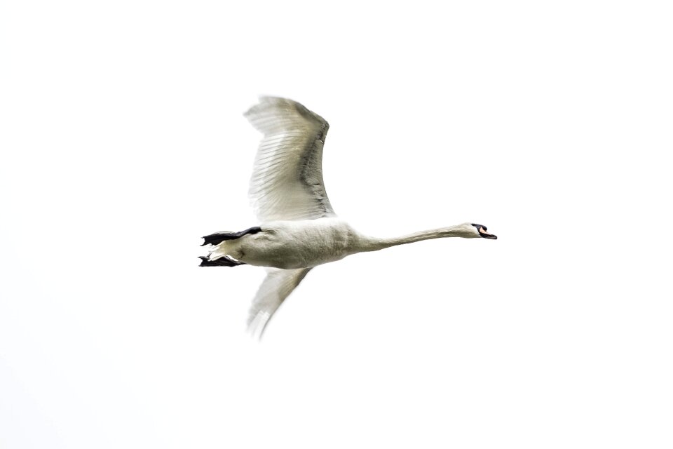 Air feathers swans