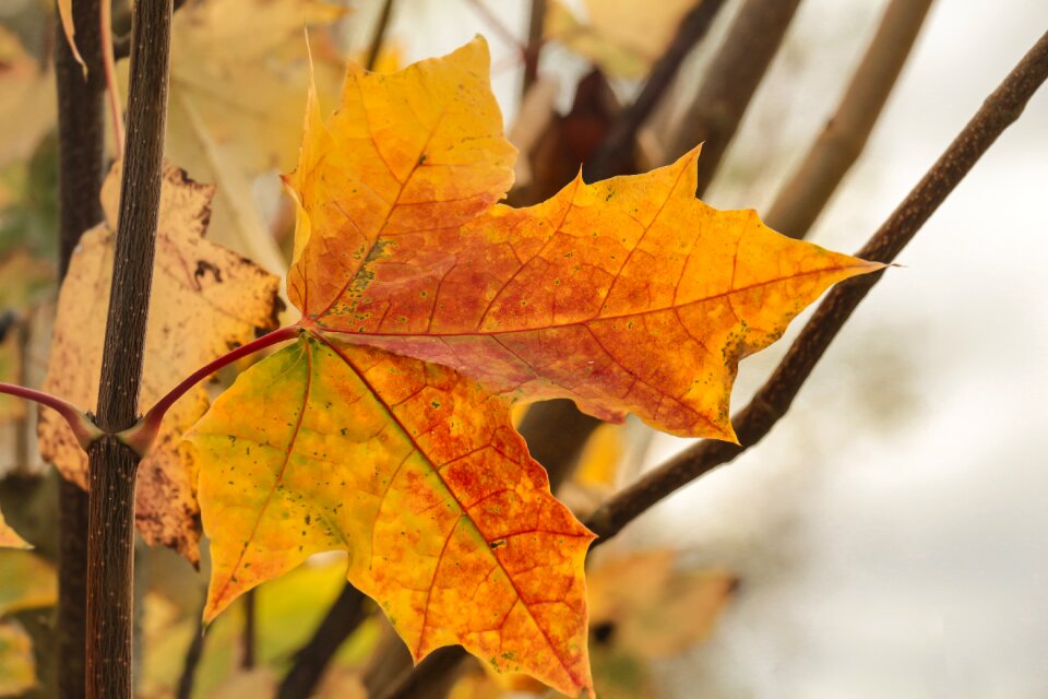 Nature leaves red