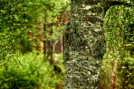 Spring green nature