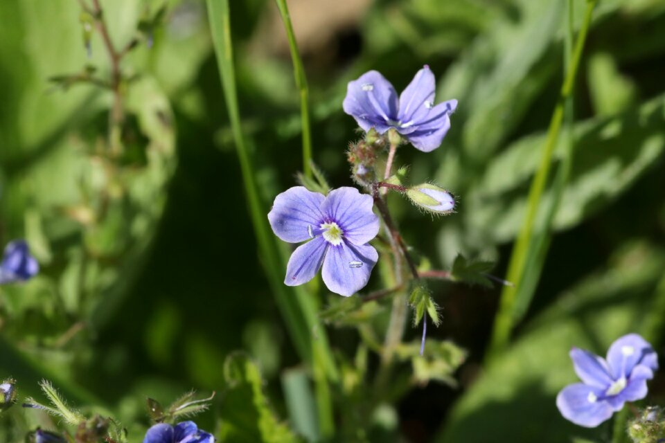 Little summer macro