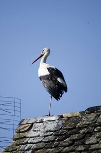 Animal stork summer