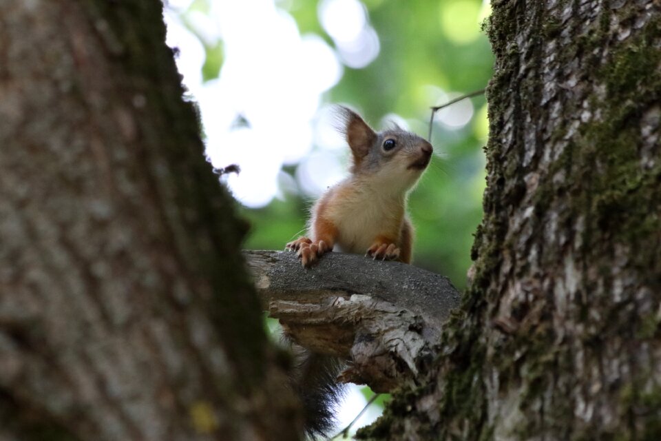 Tree little wildlife photography