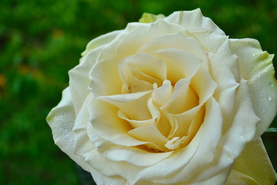 Rose white rose flower