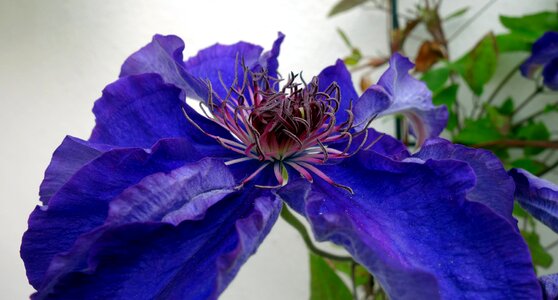 Violet bloom flower photo