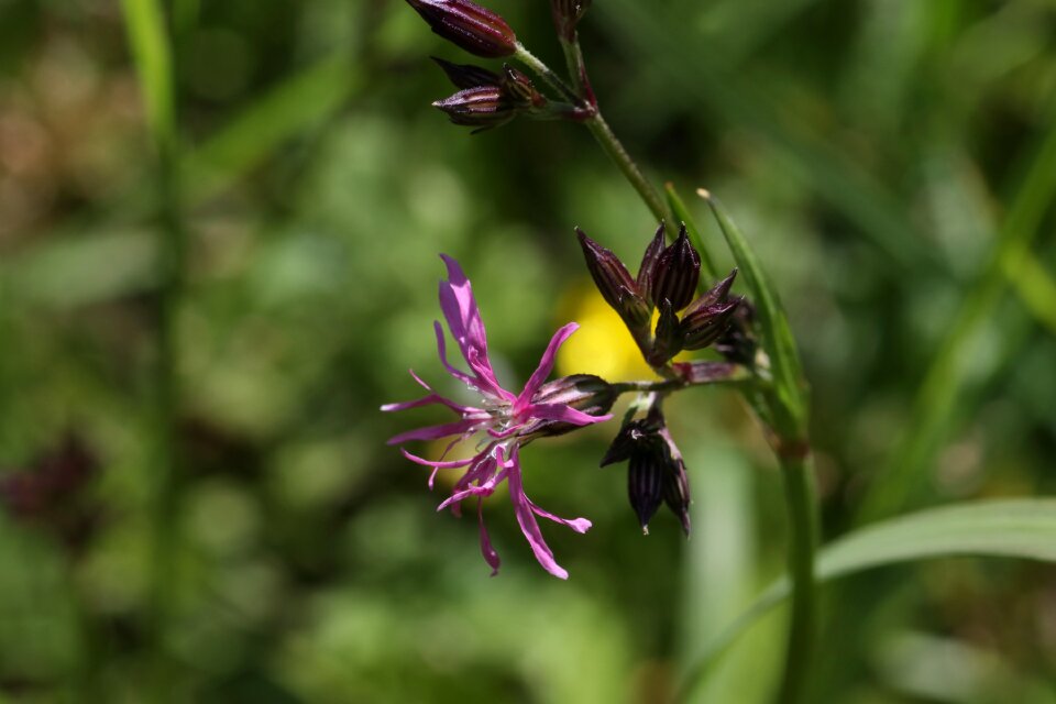 Flower summer macro photo