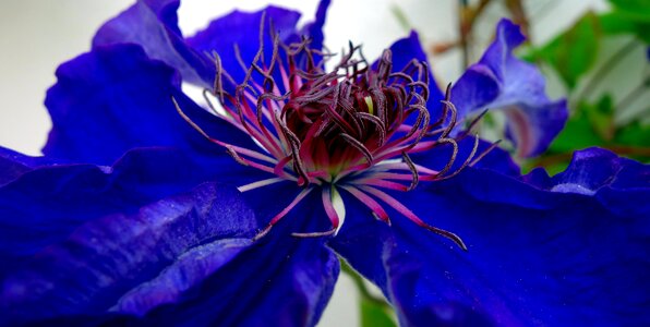 Violet bloom flower photo