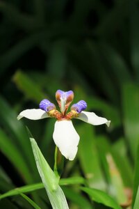 Flower leaf summer