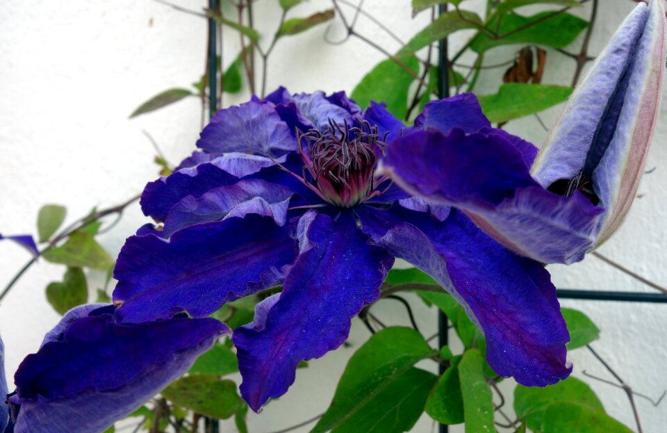 Violet bloom flower