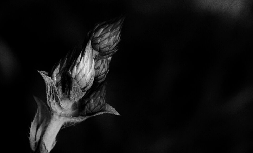 Monochrome mood atmosphere