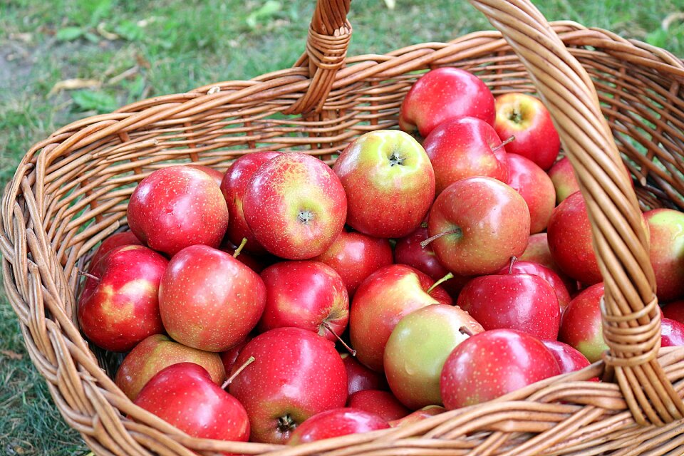 Fruit fresh harvest